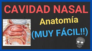 ANATOMÍA DE LA CAVIDAD NASAL 👃explicación fácil y rápida [upl. by Vally]