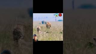 lion v Chita 🥵😱🥵 animals cheetah lion lion v Chita 😱😱 animalwarrior bigcatswildlife lion ♨️💢📛 [upl. by Mello681]