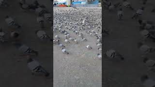 Kabooter hi kabooters by NA pigeons makkah feeding fyp fypage fypシ゚viral shorts shortsviral [upl. by Alexandros128]