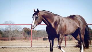 MAKE ME SHINE  Multiple World Champion APHA Stallion [upl. by Culbertson]