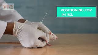 PHARMACOLOGY EXPERIMENT PART1  HANDLING OF LAB ANIMALS RATMOUSE [upl. by Bikales225]