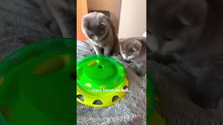 Cat videos 😅 Cat Fails 🐈‍⬛ mewmew Ep 9012 [upl. by Sarina]