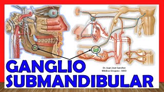 🥇 Anatomía del GANGLIO SUBMANDIBULAR Submaxilar ¡Explicación Sencilla [upl. by Omidyar623]