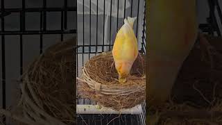 Canaries fypシ゚viral birds shortvideos youtubeshorts trendingshorts tiktok youtube [upl. by Fabri]