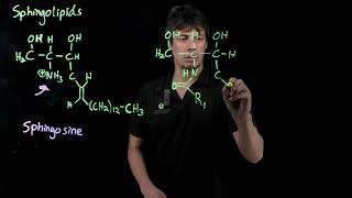 Topic 116A  Sphingolipids [upl. by Accissej209]