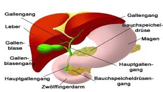 Heilkräuter für die Pflege der Bauchspeicheldrüse [upl. by Aleek525]