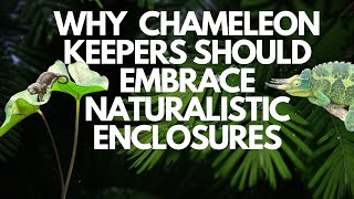 Why Chameleon Keepers Should Embrace Naturalistic Enclosures [upl. by Till518]