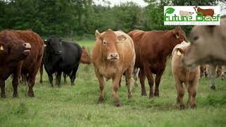 You are invited to attend a FutureBeef Walk on Shane Keaveneys farm Co Roscommon Sept 11th 6pm [upl. by Shipley]