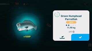 Creatured of the Deep  Green Humphead Parrotfish Guaranteed Location [upl. by Gladi]