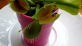 Ma Plante carnivore La dionée Dionaea muscipula [upl. by Dinesh]