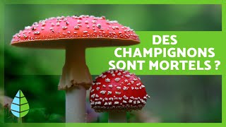 10 CURIOSITÉS sur les CHAMPIGNONS 🍄 Ils brillent dans le noir  Il y a des champignons MORTELS [upl. by Annaid409]