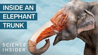 Whats Inside An Elephant Trunk [upl. by Seldan]