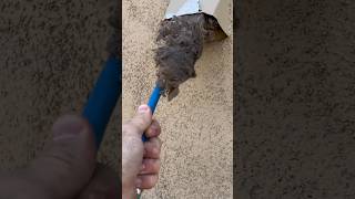 They only dried carpets…look what was in the dryer vent 😳 oddlysatisfying dryerventcleaning [upl. by Chuch]