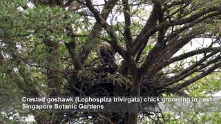 Crested goshawk Lophospiza trivirgata chick groom nestSingapore Botanic Gardens nature birds [upl. by Placeeda570]