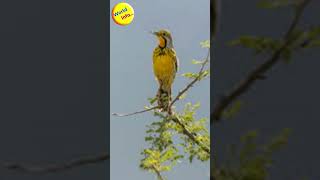 Discover the Abyssinian Longclaw Bird Facts shorts birds facts wildlife gk [upl. by Merceer116]