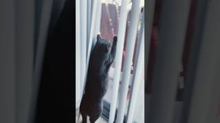 Cats vs Squirrels🐿️fypシ゚ cat funny [upl. by Eicam]