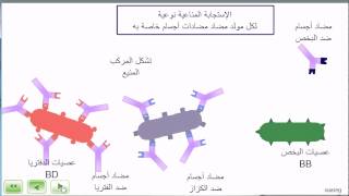 المناعة نوعية مضادات الأجسام [upl. by Helbonia]