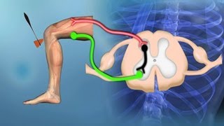 Bewegungssystem Reflexe  Trailer Schulfilm Biologie [upl. by Hendren]