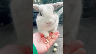 Einfacher Trick mit Kaninchen🐇kaninchenliebe kaninchen zwergkaninchen zwergkaninchen [upl. by Anhsirk653]