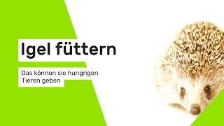 Igel füttern Das können Sie hungrigen Tieren geben [upl. by Llerreg290]