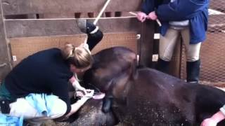 Horse being gelded castrated surgery [upl. by Shippee]