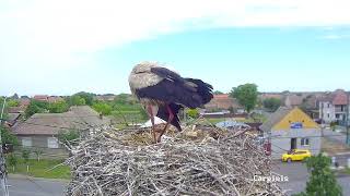 Barza Albă I Ciconia ciconia I Cărpiniș I Wildlife Romania Live Stream [upl. by Esertak]