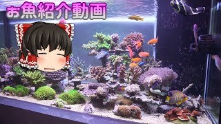 【アクアリウム】お魚紹介動画 201708 [upl. by Sophey161]