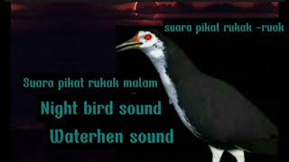 Night bird sound ll waterhen sound ll suara pikat ruakruak [upl. by Creigh]