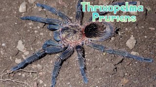 LA TARANTOLA PIUMATA DEL PERÙ  REHOUSE THRIXOPELMA PRURIENS [upl. by Adnawyt619]