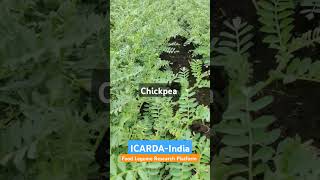 ICARDAIndiaFLRP Lentil Chickpea amp Grasspea [upl. by Betteann]