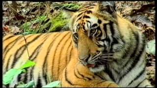 The Natural World The Tigers Tale  BBC Two 2000 [upl. by Hola]