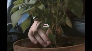 Transplanting a Hydroponic basil plant to soil [upl. by Field177]