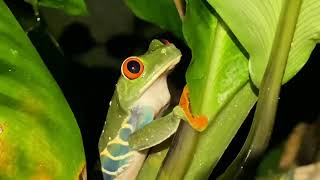 Agalychnis callidryas  Rana de Hoja de ojos rojos  Redeyed leaf frog [upl. by Bunns802]