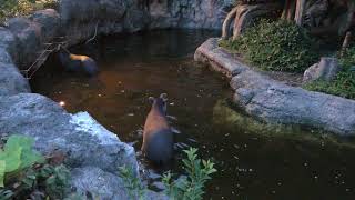 アメリカバク 上野動物園・真夏の夜の動物園 2018年8月10～16日 [upl. by Dlanar]