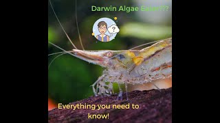 Darwin Algae Eater Shrimp [upl. by Marentic989]