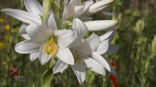 Madonna Lily  a rare species [upl. by Rico]