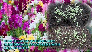 HOW TO GROW ANTIRRHINUM OR SNAPDRAGON FROM SEEDS WITH FULL UPDATES [upl. by Franz]