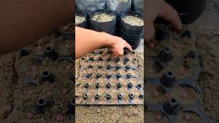 Growing pea plant in eggs tray shorts youtubeshorts [upl. by Anaiv]