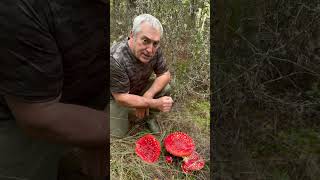 🍄✨ ¿Sabíais Esto de la Amanita Muscaria ¡Encontré Unas Gigantes 😲🌲 Son alucinógenas 😵 [upl. by Littlejohn]