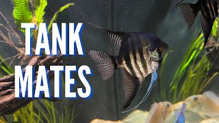 Top 10 Tank Mates for Freshwater Angelfish [upl. by Adnihc]