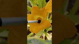 Como Polinizar Calabazas Manualmente 🌿shorts short shortvideo shortsvideo shortsfeed [upl. by Eijneb]