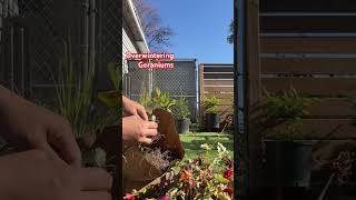 Overwintering my geraniums  first time to use this method keep in a paperbag upsidedown [upl. by Eaves747]