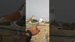 Kabotar Video youtube pigeon kabutar shorts love whatsapp viral [upl. by Siul]