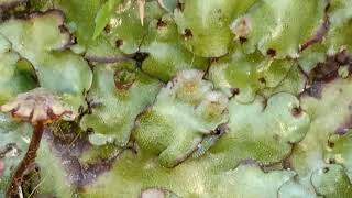 Marchantia  A genus of liverworts [upl. by Sivatnod]