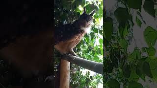 EURASIAN EAGLE OWL HOOTING [upl. by Ailaht]