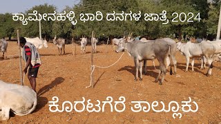 Beginning of Kyamenahalli cattle fair 2024 [upl. by Laine354]