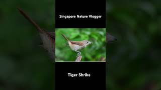 🐦 Tiger Shrike at Panti Bird Sanctuary in Malaysia [upl. by Schaefer]