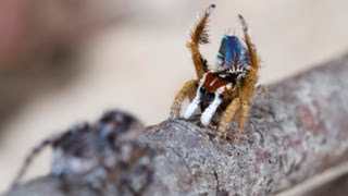 Peacock Spider 8 Maratus linnaei [upl. by Yerfej955]