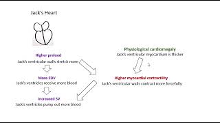 Preload and Myocardial Contractility [upl. by Aharon372]