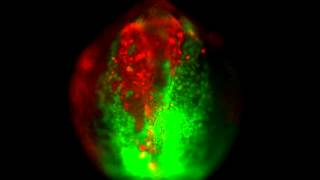 Convergent movement of wildtype donor cells in wildtype host zebrafish embryo [upl. by Odnuges]